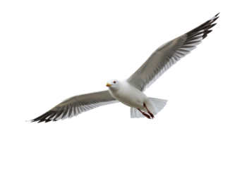 Isolated European herring gull, an iconic bird species, mid-flight against no background