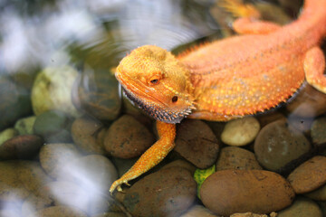 Bearded dragon lizard on Natural Habitat ,Close up image of Inland Bearded Dragon (Pogona vitticeps), Australian Bearded Dragon 