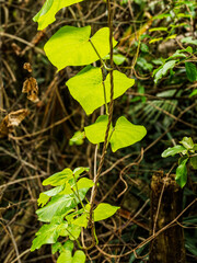 Bright Leaved Twisted vertical Vines vert