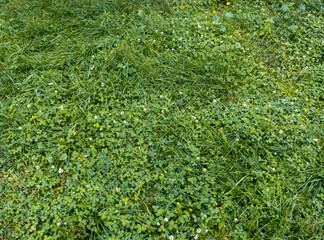 Verdant grassland with clover spreading across meadow, offering lush green texture representing...