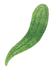 Set of bright watercolor mistletoe and holly berry illustrations. Collection of watercolour Christmas tree branches, leaves and berries for New Year greeting cards and banner decor