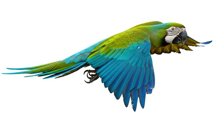 Isolated Macaw Flying © Natalia