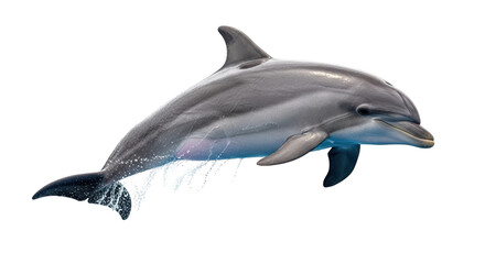 Isolated Dolphin Leaping
