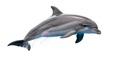 Isolated Dolphin Leaping