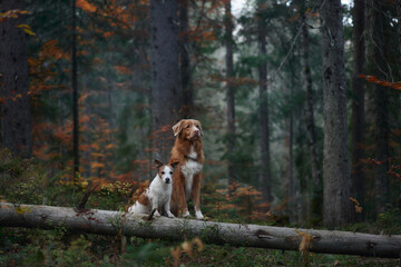 A Nova Scotia Duck Tolling Retriever and Jack Russell Terrier are seated together on a mossy log amidst the autumn forest. The warm colors of the leaves create a peaceful and harmonious setting.