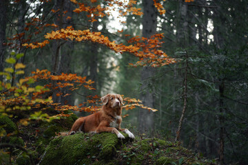 A Nova Scotia Duck Tolling Retriever relaxes on a mossy log amidst vibrant autumn foliage in a dense forest. The scene showcases the dog connection to the tranquil natural environment.