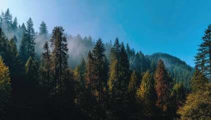 Misty forest panorama