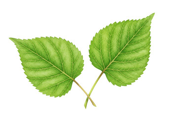 Isolated Two Green Leaves with Toothed Edges Depicting Vibrant Natural Growth and Foliage