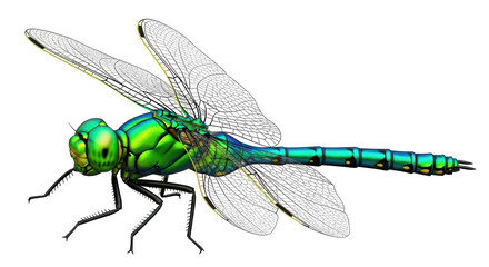 Isolated Dragonfly