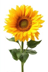 Obraz premium Single sunflower against white background (1)