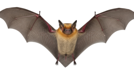 Isolated Bat Flying