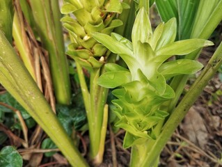 Turmeric flower (Curcuma longa) in outdoor garden, Organic farm plant 