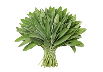A vibrant bunch of fresh sage leaves displays a rich green hue against a dark background.