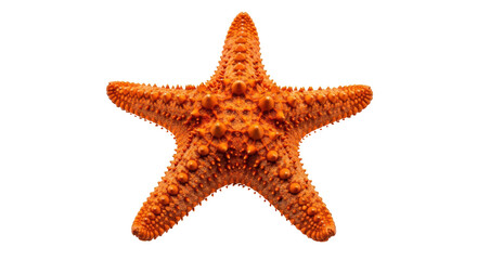 Isolated Starfish