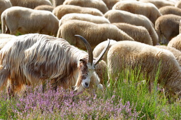 Close-up on a goat grazing and colorful scenery with a sheep and goat herd and flowering heather in...