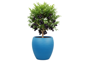 Vibrant, lush, bonsai-style plant with dark purple berries sits in a smooth, textured, robin's egg blue pot against a black backdrop.