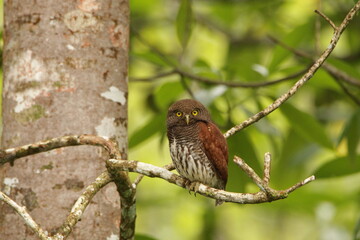 Chestnut-backed owlet, Sinharaja Rain Forest, Sri Lanka 
