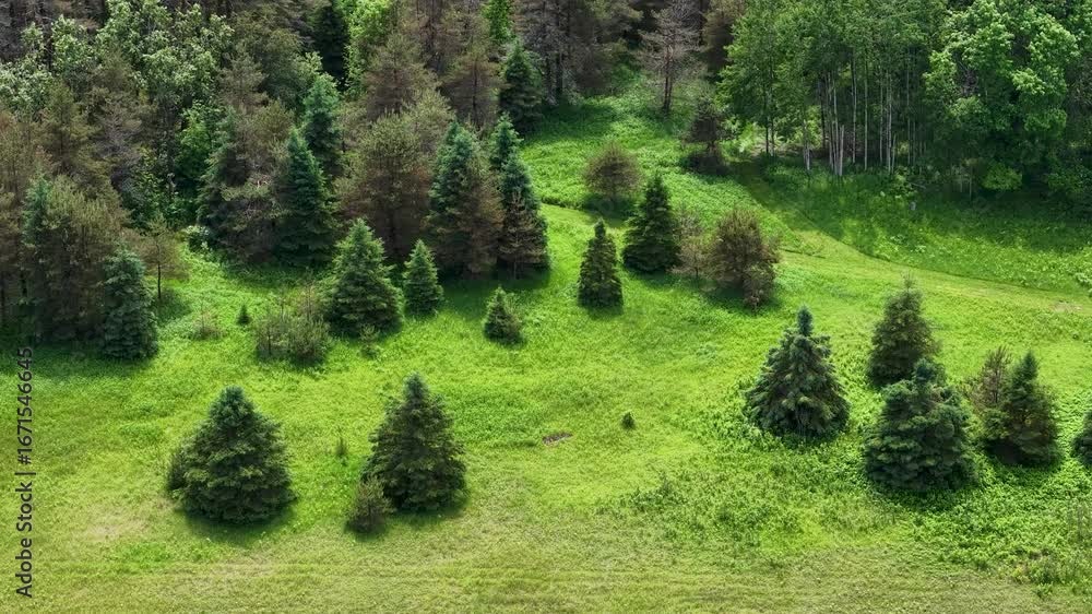 Poster aerial drone view of a grassy meadow with evenly spaced evergreen trees surrounded by forest in a wi