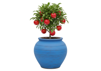 A miniature fruit tree laden with vibrant red apples sits in a stylish, textured blue pot.