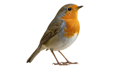Isolated Robin Bird