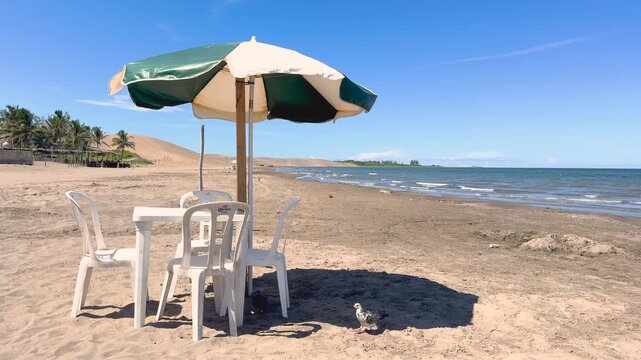 Palomas en la sombra 