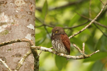 Chestnut-backed owlet, Sinharaja Rain Forest, Sri Lanka 
