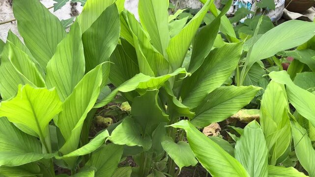 Turmeric Plant with Green Leaves | Haldi Herbal Crop Growing in Farmland