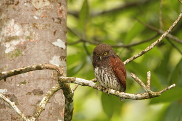 Chestnut-backed owlet, Sinharaja Rain Forest, Sri Lanka 
