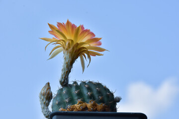 Beautiful blooming cactus, selective focus blurred green nature background. Hobby during work from...