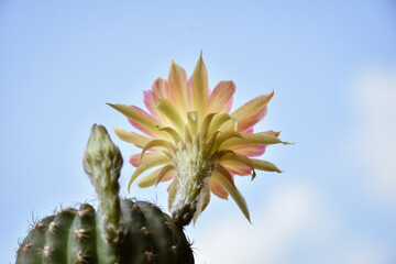 Beautiful blooming cactus, selective focus blurred green nature background. Hobby during work from...