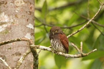 Chestnut-backed owlet, Sinharaja Rain Forest, Sri Lanka 
