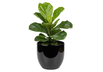 A vibrant fiddle leaf fig plant sits gracefully in a glossy black oval pot against a plain black background.