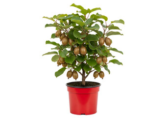 A small, potted kiwi tree with abundant, golden-brown fruit and lush green leaves is displayed against a plain black background.