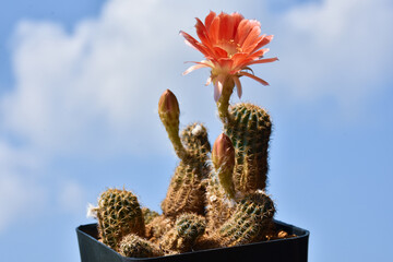 Beautiful blooming cactus, selective focus blurred green nature background. Hobby during work from...