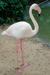 pink flamingo in the water