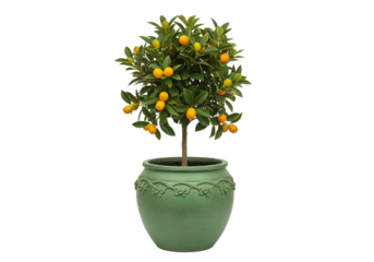 Vibrant kumquat tree in a decorative green pot, showcasing lush foliage and bright citrus fruits.