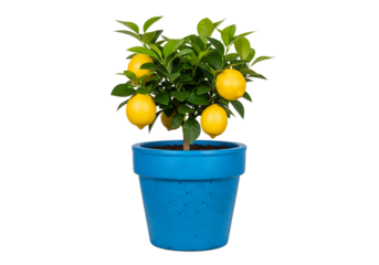 A vibrant lemon tree in a bright blue pot stands out against a stark black background.