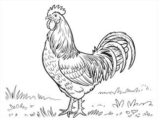 Proud Rooster Standing in Grass – Cute Farm Animal Line Drawing for Children