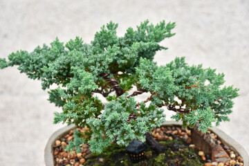 Bonsai plants are beautiful as a hobby of caring for plants that need patience. 