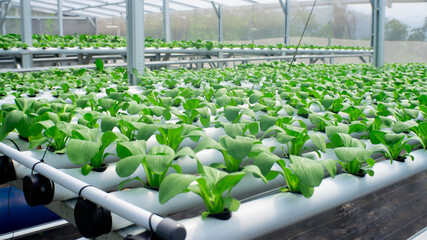 hydroponics of fresh bok choy vegetables