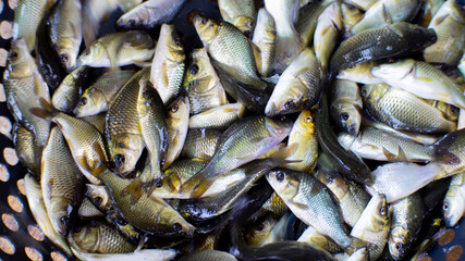 hand holding a goldfish seed