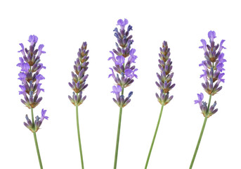 Naklejka premium Five vibrant lavender flowers arranged vertically against a transparent background isolated on white background