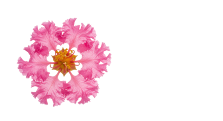 Vibrant pink flower with intricate petals against a soft blurred green background isolated on white background