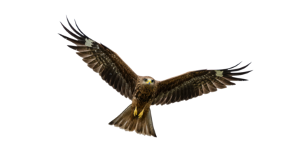 Majestic hawk soaring through the sky with clear blue background and vibrant scenery isolated on white background