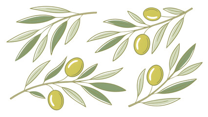 Four stylized olive branches with green olives and leaves isolated on transparent background