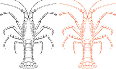 lobster on a white background art illustration 