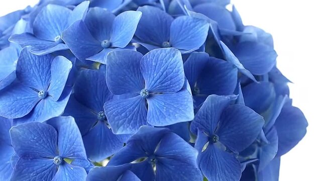 Closeup of a vibrant blue hydrangea bloom showcasing intricate petal details against a bright soft backdrop