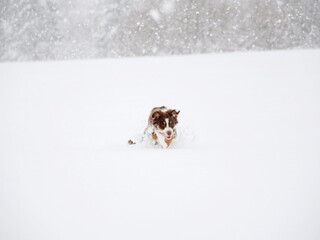 Dog is playing in the snow