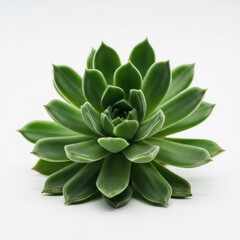 Fototapeta premium A vibrant green succulent plant with tightly packed fleshy leaves on a clean white background