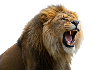 Isolated lion roaring with an open mouth, looking angry, powerful king animal